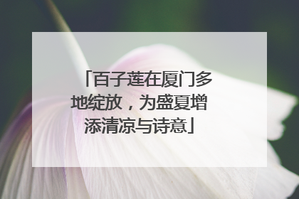 百子莲在厦门多地绽放，为盛夏增添清凉与诗意