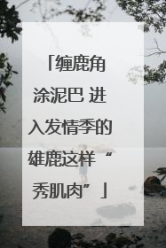 缠鹿角 涂泥巴 进入发情季的雄鹿这样“秀肌肉”