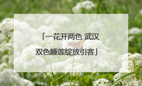 一花开两色 武汉双色睡莲绽放引客
