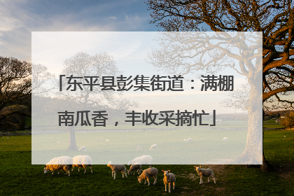 东平县彭集街道：满棚南瓜香，丰收采摘忙
