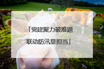 党建聚力破难题 联动防汛显担当