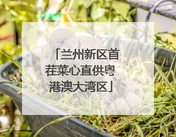 兰州新区首茬菜心直供粤港澳大湾区