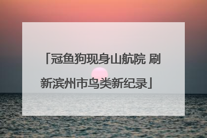 冠鱼狗现身山航院 刷新滨州市鸟类新纪录