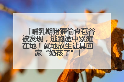 哺乳期猪獾偷食苞谷被发现，逃跑途中累瘫在地！就地放生让其回家“奶孩子”