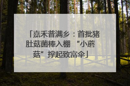 嘉禾普满乡：首批猪肚菇菌棒入棚 “小蘑菇”撑起致富伞