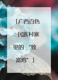 广西百色：民族村寨里的 “致富鸡”