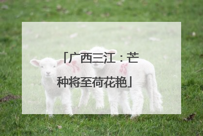 广西三江：芒种将至荷花艳