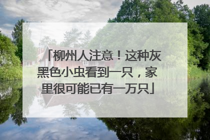 柳州人注意！这种灰黑色小虫看到一只，家里很可能已有一万只