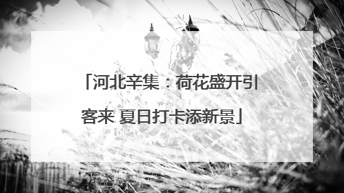 河北辛集：荷花盛开引客来 夏日打卡添新景
