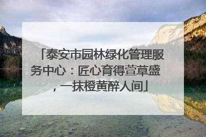 泰安市园林绿化管理服务中心：匠心育得萱草盛，一抹橙黄醉人间