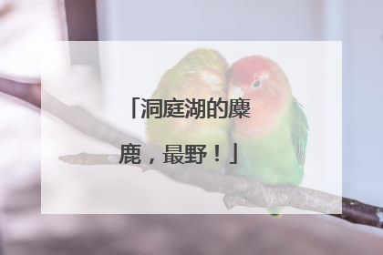 洞庭湖的麋鹿，最野！