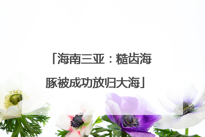 海南三亚：糙齿海豚被成功放归大海