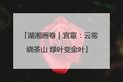 湖湘画卷｜宜章：云雾绕茶山 绿叶变金叶