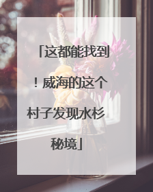 这都能找到！威海的这个村子发现水杉秘境