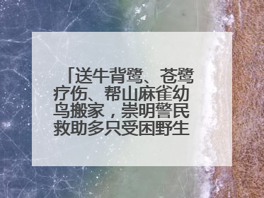 送牛背鹭、苍鹭疗伤、帮山麻雀幼鸟搬家，崇明警民救助多只受困野生保护鸟类