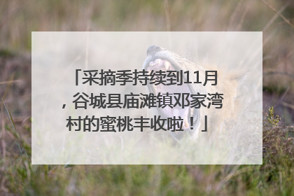 采摘季持续到11月，谷城县庙滩镇邓家湾村的蜜桃丰收啦！