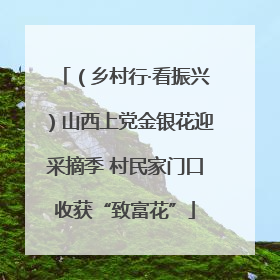 （乡村行·看振兴）山西上党金银花迎采摘季 村民家门口收获“致富花”