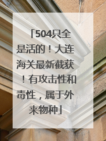 504只全是活的！大连海关最新截获！有攻击性和毒性，属于外来物种